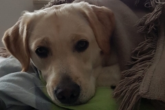 Astrid-Hoehl-Jackie-Familienhund