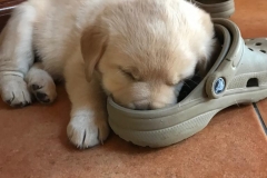 Astrid-Hoehl-Jackie-Welpe