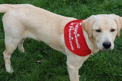 Astrid-Hoehl und Golden Retriever - Labrador - Mix Hündin Jackie in der Ausbildung zum Therapie-Hund-Team in der Hundeschule Teamwork Anke Rochelt in Stadtallendorf