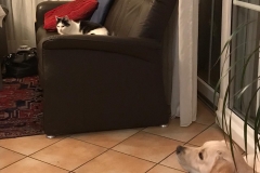 Astrid-Hoehl-Jackie-und-Katze