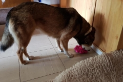 Alina-schleckt-Kong-Quest