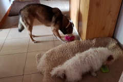 Alina-und-Jack-beim-Kong-Schlecken