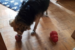 Doris-schleckt-Kong-Stuff-A-Ball-und-daneben-Kong-Classic