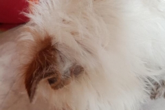 Jack-Großaufnahme-grüne-Schleckmatte