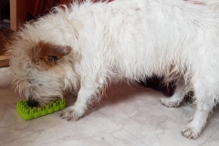 Jack-schleckt-gruenen-Kong