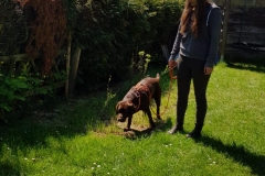 Labrador Luna