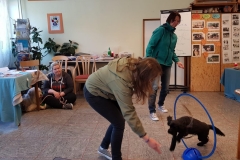 American Cocker Spaniel Nala