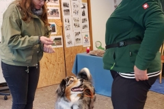 Australian Shepherd Mylow