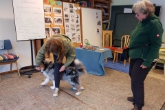 Australian Shepherd Mylow