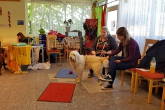 Goldendoodle Talis
