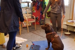 Labrador Luna