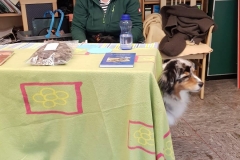 Australian Shepherd Mylow