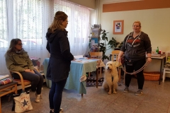 Goldendoodle Talis