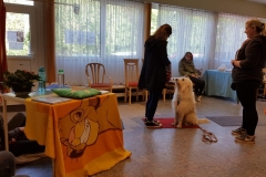 Goldendoodle Talis