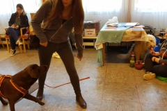 Labrador Luna
