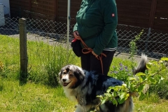 Australian Shepherd Mylow