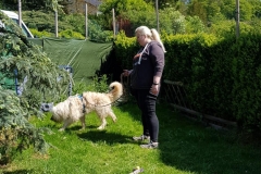 Goldendoodle Talis