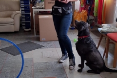 Labrador Lenny und Nina Ausbildung  in der Hundeschule Teamwork