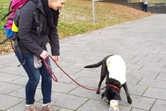 Lenny und Nina Anti-Giftködertraining