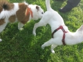 Elo und Weißer Schweizer Schäferhund