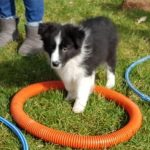 Border Collie Welpe Annie