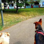 Border Collie Anton und Deutscher Schäferhund Rocky erspähen Enten