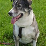 Penny sitzt auf der Wiese