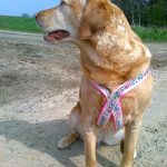 Labrador Bambam mit Bampelinchen Geschirr